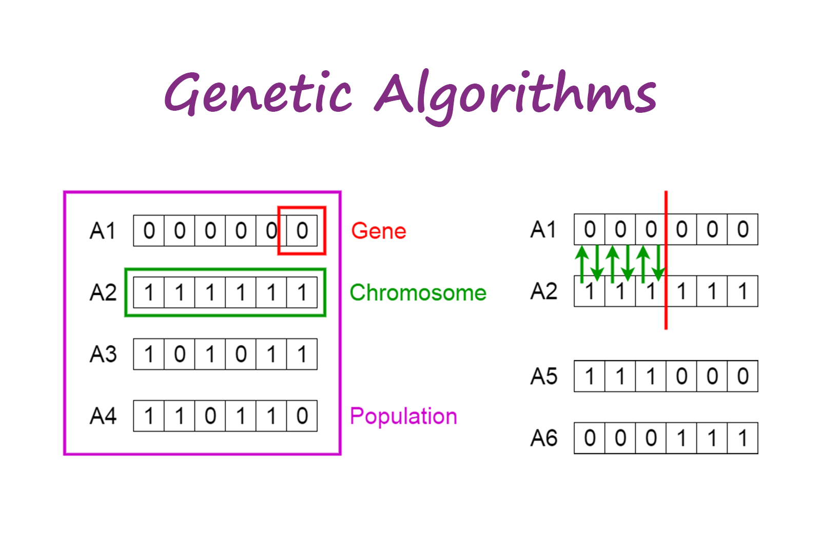 如上图（左）所示，遗传算法的个体由多条染色体组成，每条染色体由多个基因组成。上图（右）展示了染色体分割和组合的方式。](https://itimetraveler.github.io/gallery/genetic-algorithms/1-BYDJpa6M2rzWNSurvspf8Q.png)